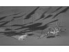 everlight_033